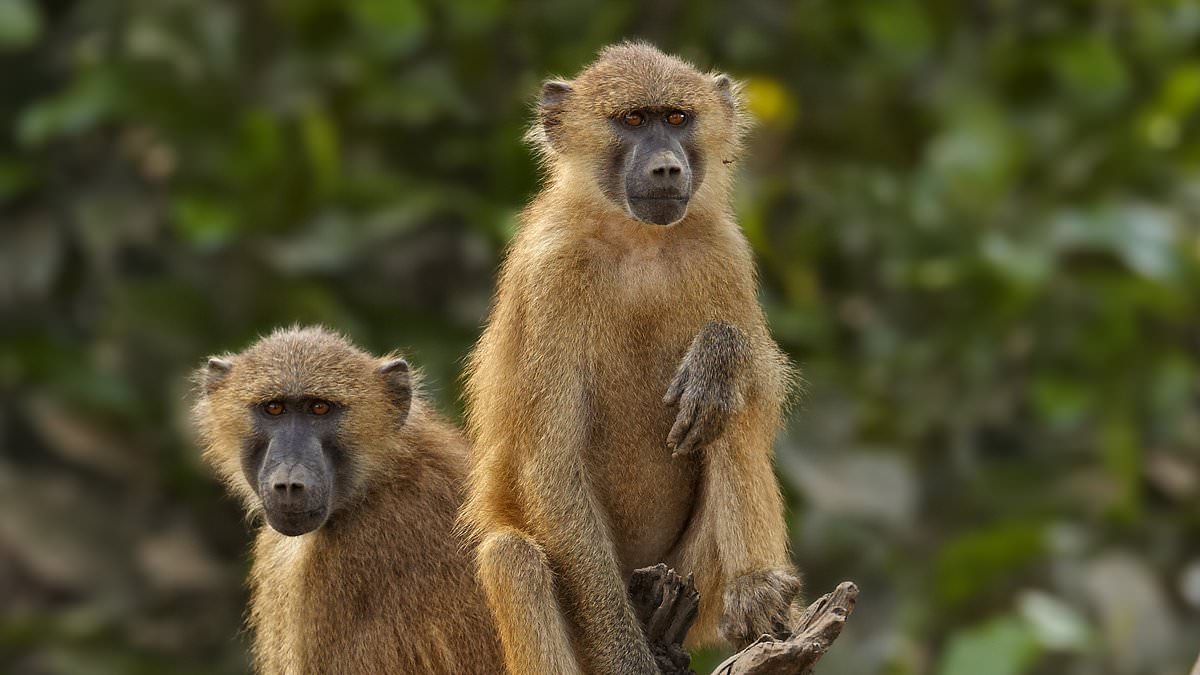 German Zoo to kill Half of Baboons to Feed other Animals-China Connect