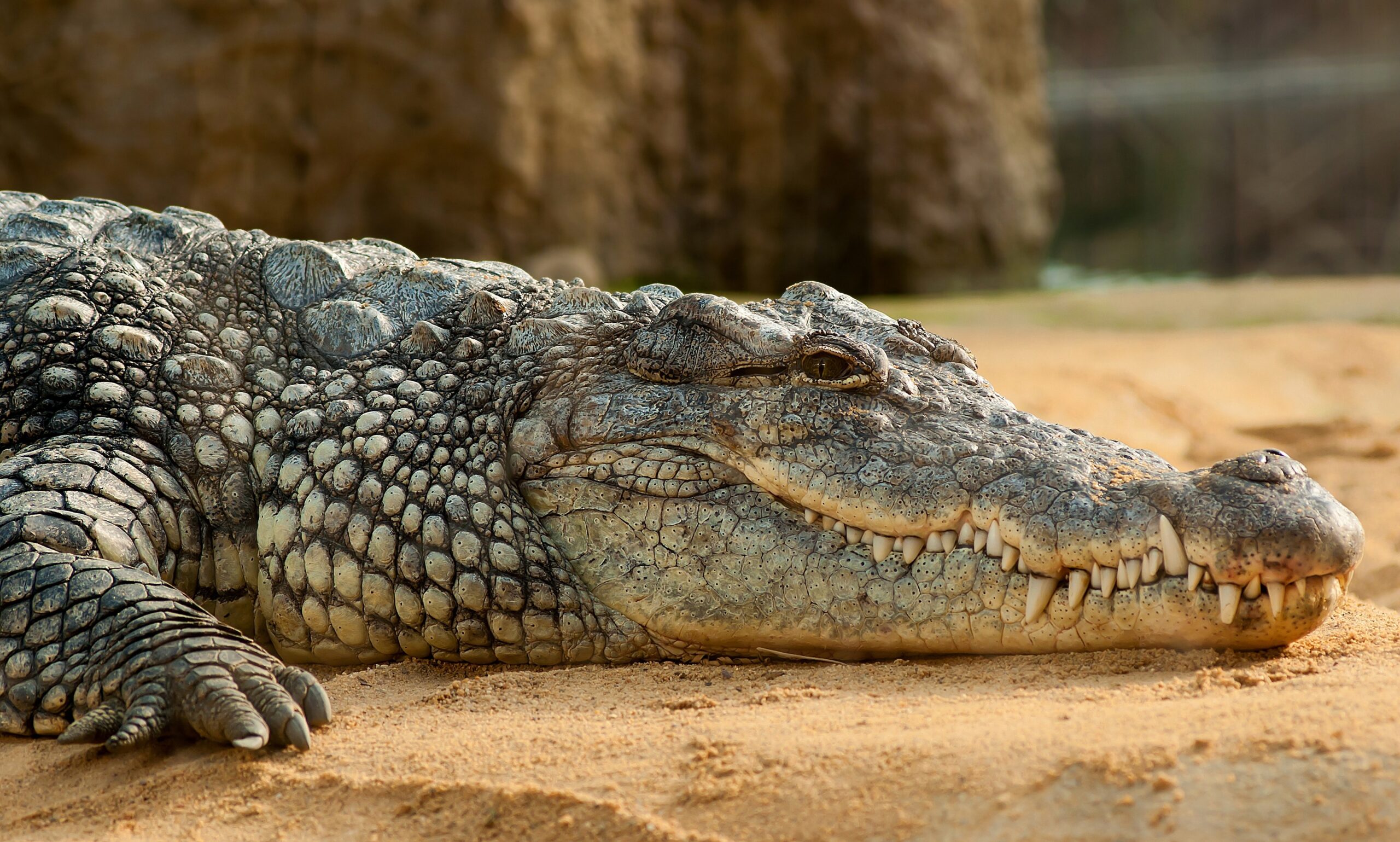 Crocodiles-China Connect