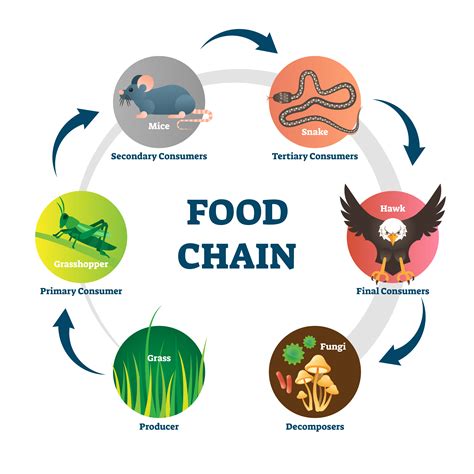 The Food Chain-China Connect